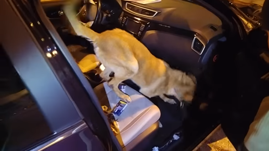 Βίντεο από τη στιγμή που ο αστυνομικός σκύλος βρίσκει τα 9 κιλά ηρωίνης