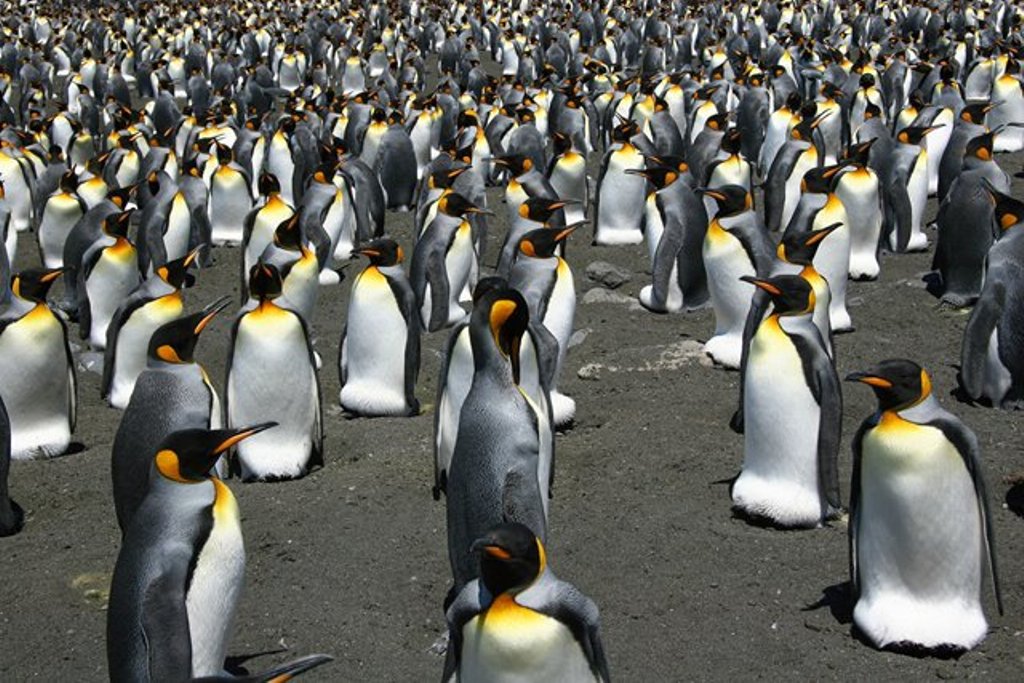 Στα πρόθυρα μετανάστευσης εκτός Ανταρκτικής οι…πιγκουίνοι!