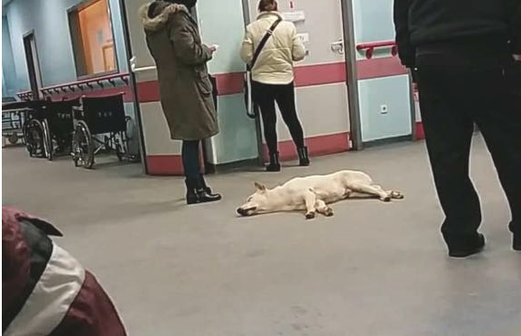 Σκύλος κοιμάται μέσα στο νοσοκομείο Χανίων