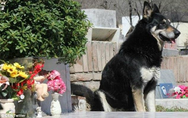 Πέθανε ο σκύλος που κοιμόταν για 11 χρόνια στον τάφο του αφεντικού του