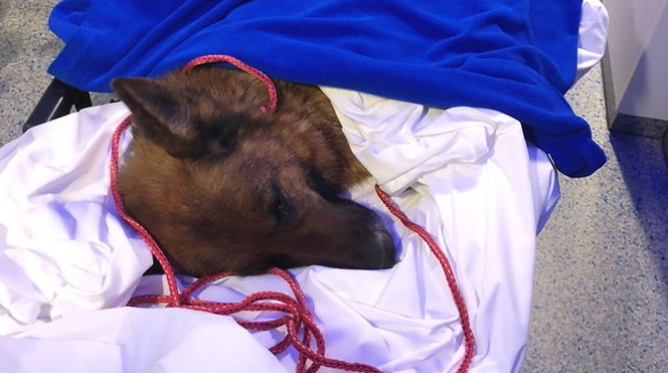 Η σκυλίτσα Ραπουνζέλ βρέθηκε 400 χιλιόμετρα μακριά από το σπίτι της