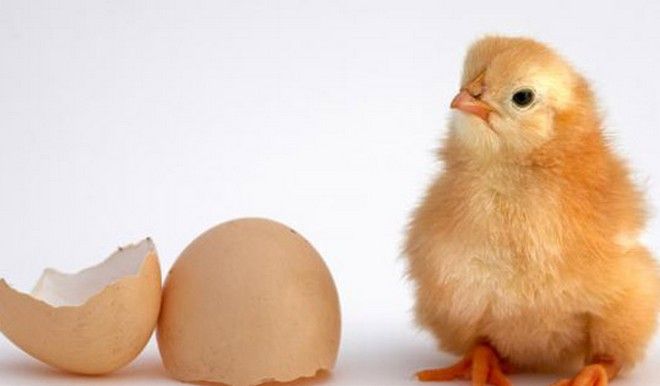 Βρετανοί ερευνητές απαντούν: Η κότα έκανε το αυγό ή το αυγό την κότα;