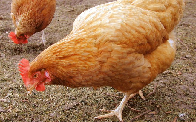 Κοτόπουλα, οι εναλλακτικοί… σκουπιδοφάγοι