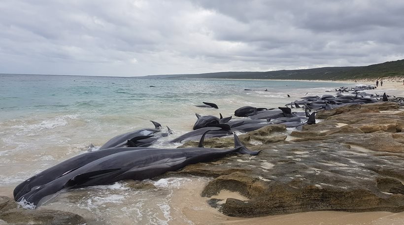 Θλίψη για τις 130 φάλαινες που εγκλωβίστηκαν και πέθαναν σε ακτή