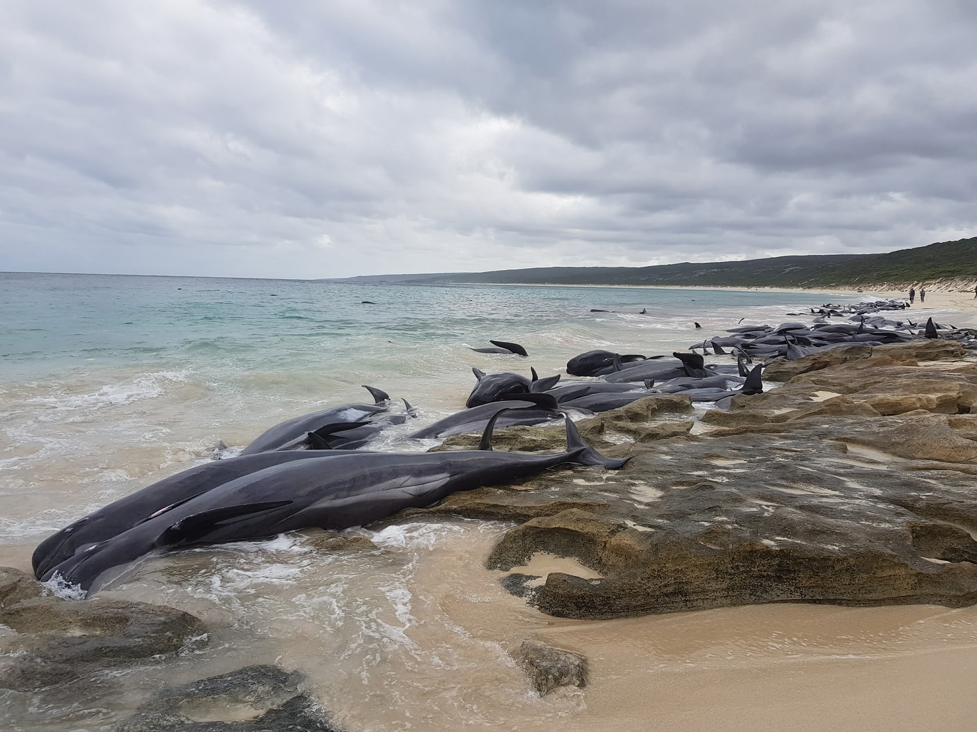 130 φάλαινες παγιδεύτηκαν σε παραλία και πέθαναν στην Αυστραλία \