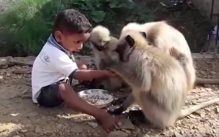 Ο δίχρονος «Μόγλης» και η παρέα του με τις μαϊμούδες
