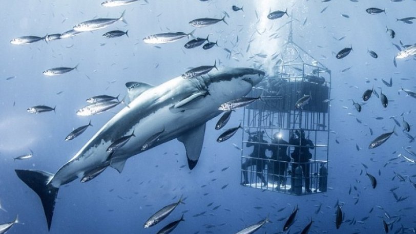 Λευκός καρχαρίας 6 μέτρων γυροφέρνει απειλητικά κλουβί με δύτες