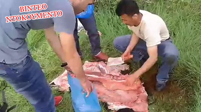 Κτηνοτρόφος πιάνει στα «πράσα» μετανάστες να σφάζουν τα ζώα του (βίντεο)