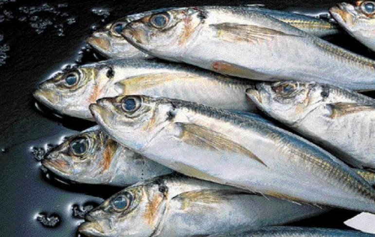 Κατάσχεση 168 κιλών ψαριών από σκάφος στην Σούδα
