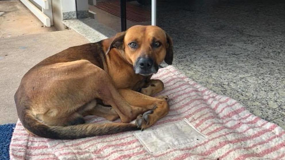 Ένας σκύλος περιμένει ακόμα στο νοσοκομείο τον ιδιοκτήτη του…