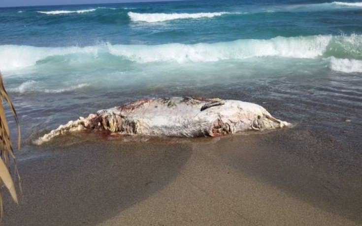 Σαντορίνη: Τριάντα κιλά πλαστικών στο στομάχι φάλαινας που ξεβράστηκε νεκρή