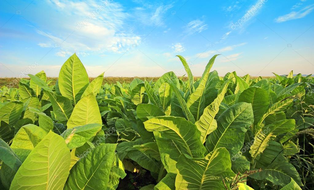 «Στροφή» στον βιολογικό καπνό–Στα 5.000 στρέμματα η μέχρι τώρα καλλιέργεια