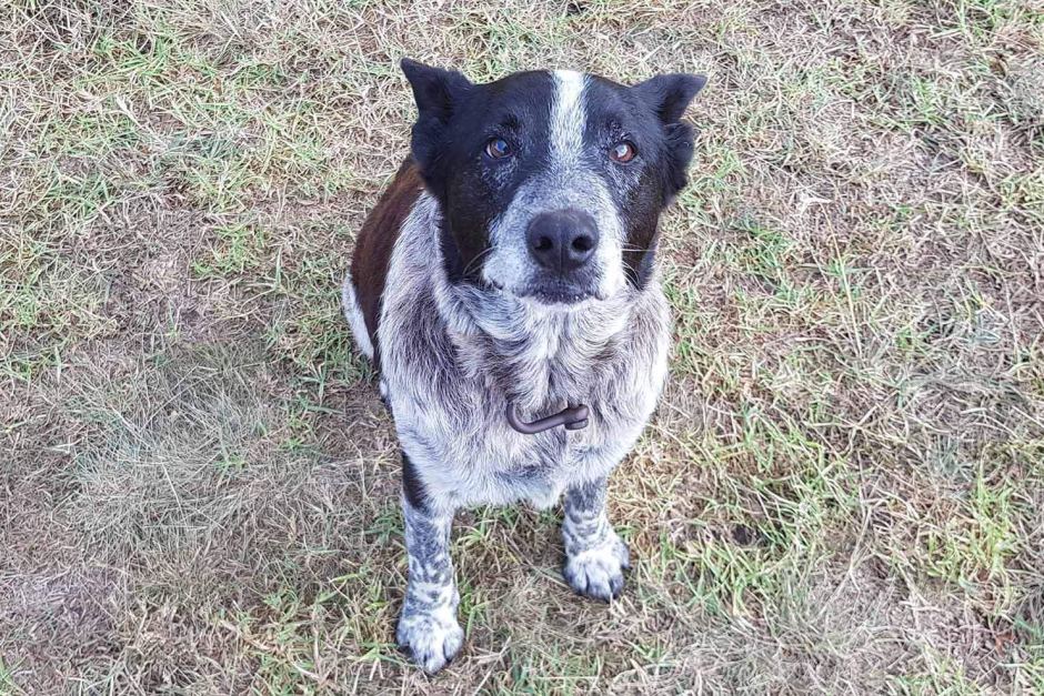 Ο 17χρονος Μαξ έγινε επίτιμος σκύλος της Αστυνομίας της Αυστραλίας