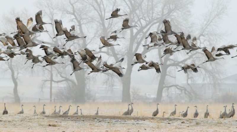 Εικόνες από την πιο εντυπωσιακή μετανάστευση πουλιών
