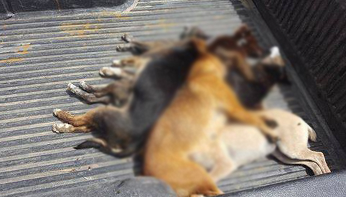 Μαζική δηλητηρίαση σκυλιών στην Μυρτιά Ηρακλείου (φωτο)