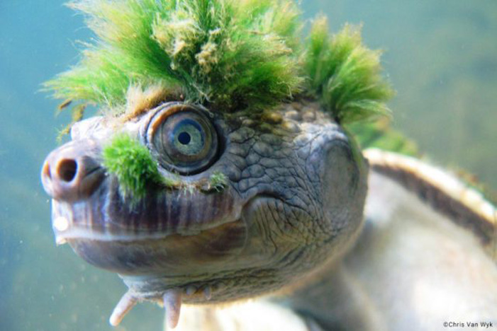 Η «χελώνα πανκ» της Αυστραλίας κινδυνεύει να γίνει «τελευταία των Μοϊκανών»