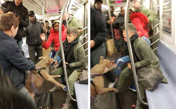 Η στιγμή που πίτμπουλ επιτίθεται σε γυναίκα στο μετρό της Νέας Υόρκης