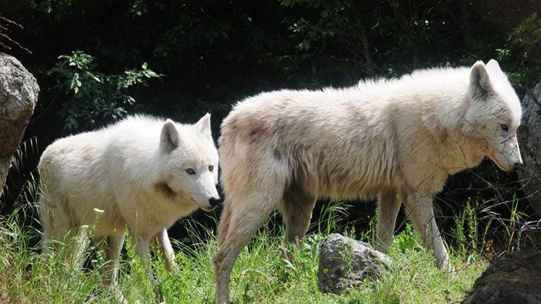 Aγέλη έξι λύκων από την Ιταλία μεταφέρθηκε στο Καταφύγιο του ΑΡΚΤΟΥΡΟΥ