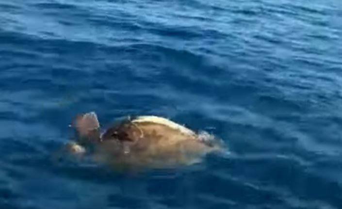 Χελώνες… ερωτοτροπούν στη θάλασσα της Αργολίδας (βίντεο)