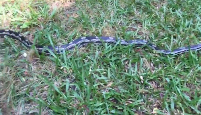 Προσπάθησε να πιάσει ένα φίδι απ’ την ουρά και το μετάνιωσε (βίντεο)