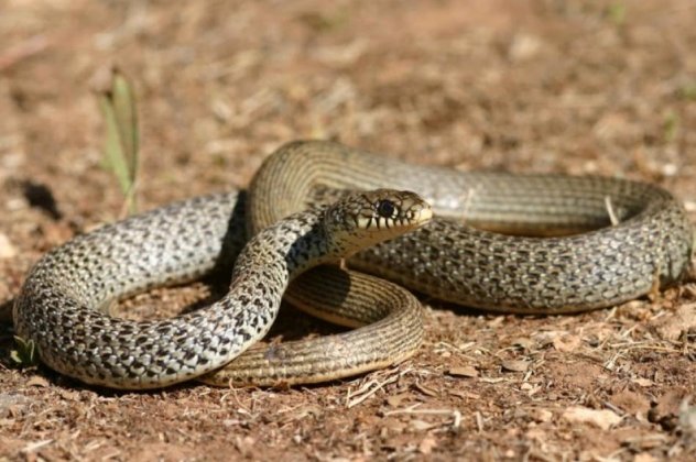 Φίδι εισβάλει σε φοιτητική εστία, καταλήγει… στην κατσαρόλα