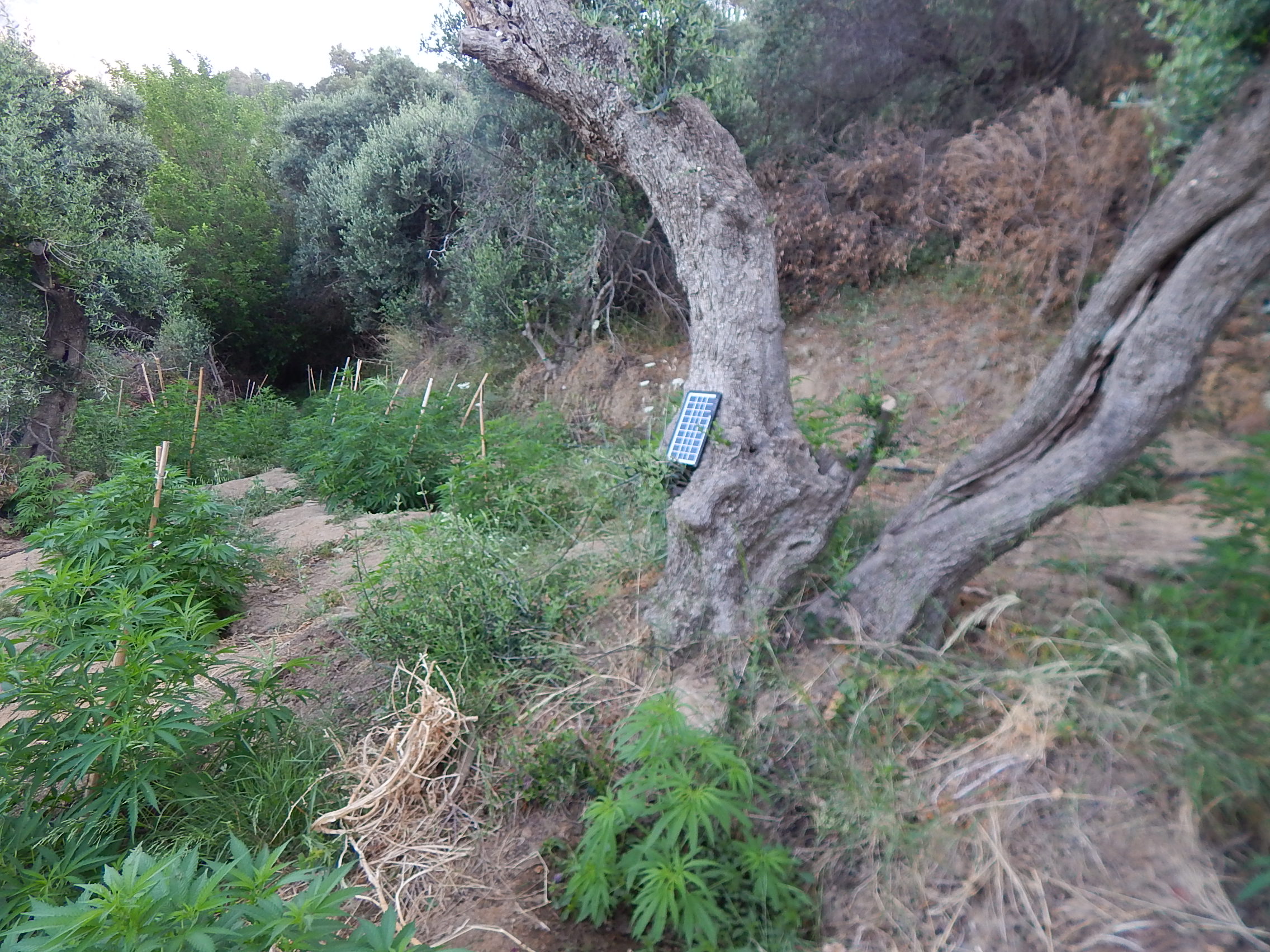 Εκρίζωσαν φυτεία δενδρυλλίων κάνναβης στο Ρέθυμνο – Συλλήψεις ατόμων (φωτο)
