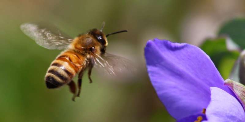 Νεκρός 32χρονος από τσίμπημα μέλισσας