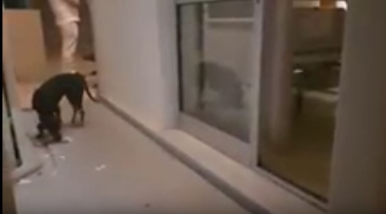 ΠΑΓΝΗ: Σκύλος ψάχνει για φαγητό έξω από δωμάτια ασθενών! (βίντεο)