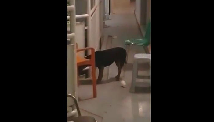 Μπάτε σκύλοι… κυριολεκτικά στο ΠΑΓΝΗ (βίντεο)