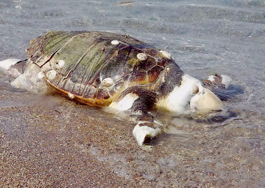 Ηράκλειο: Εντοπίστηκε νεκρή χελώνα καρέτα – καρέτα