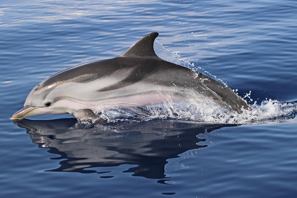 Το ημερολόγιο διάσωσης του δελφινιού στην Αγία Μαρίνα στα Χανιά