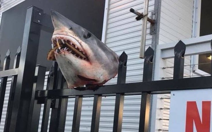 Παλούκωσαν κεφάλι καρχαρία σε φράχτη και του έβαλαν στο στόμα… πίτσα!
