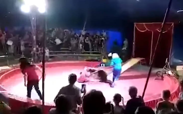 Αρκούδα επιτέθηκε στον θηριοδαμαστή της σε ρωσικό τσίρκο