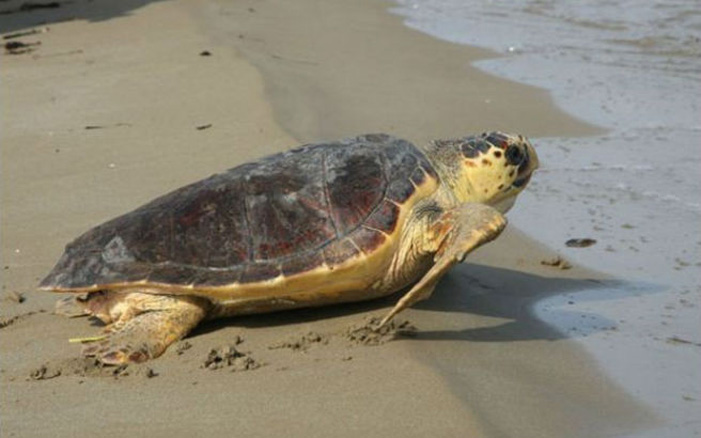 Σε σοβαρή κατάσταση παραμένει η χελώνα καρέτα καρέτα που βρέθηκε στη Σούδα