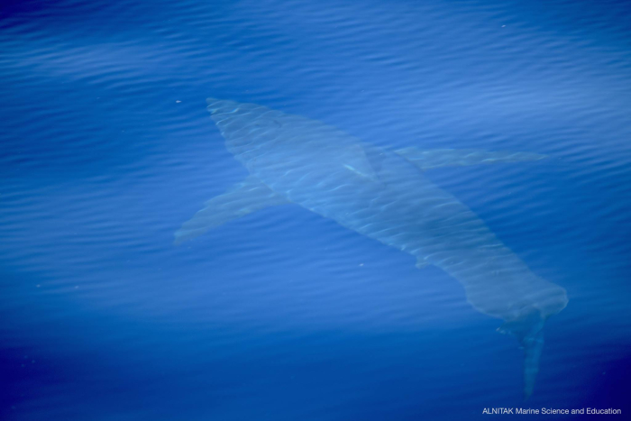 Λευκός καρχαρίας 5 μέτρων… τρομοκράτησε τη Μαγιόρκα