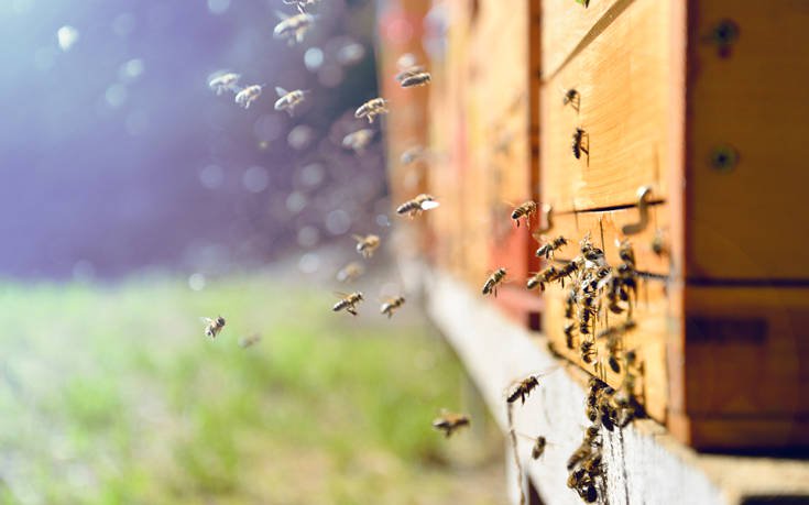 Οι μέλισσες-δολοφόνοι που φτιάχτηκαν από ένα επιστημονικό πείραμα