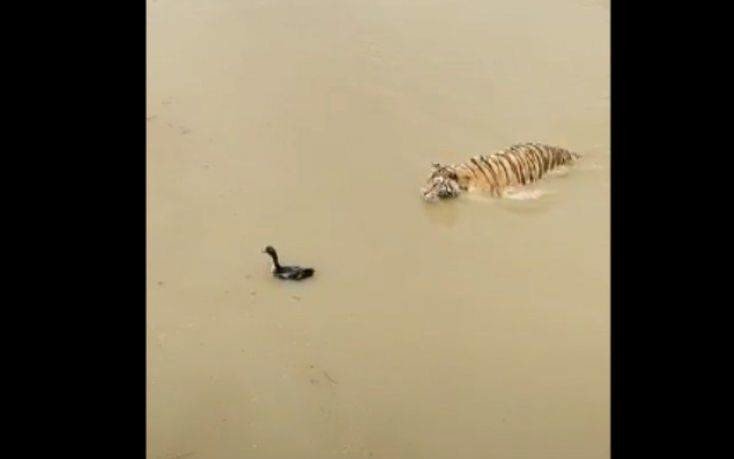 Η έξυπνη πάπια που έκανε μία τίγρη να τα χάσει (βιντεο)