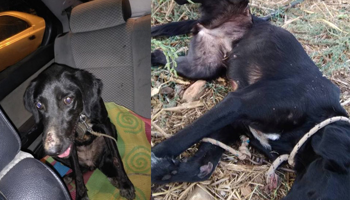 Αναζητείται εκείνος που κακοποίησε βάναυσα σκυλί στον Βατόλακκο στα Χανιά