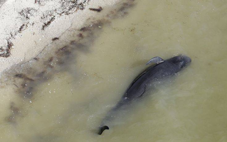 Τραγικός θάνατος φάλαινας, κατάπιε 80 πλαστικές σακούλες
