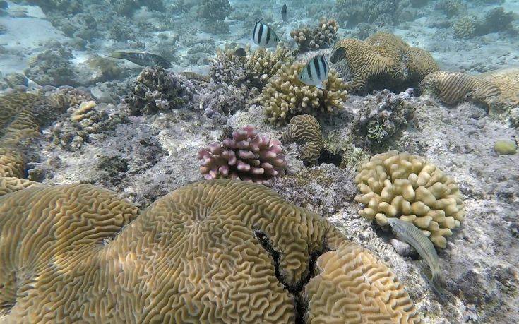 Οι αρουραίοι επιδρούν καταστροφικά στη ζωή των κοραλλιογενών ατολών