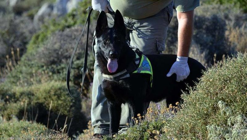 Ντάικα: Ο σκύλος που εντοπίζει φόλες στην Κρήτη και σώζει ζώα