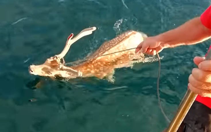 Ψαράς εντόπισε ελάφι να κολυμπά στα νερά του Ευβοϊκού Κόλπου