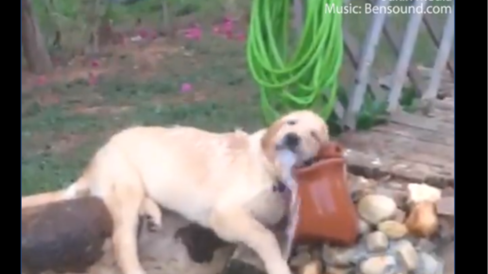 Viral ο σκύλος που ξεδιψά παίζοντας με το νερό!