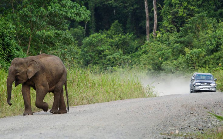Χωρικοί στη Μαλαισία σκότωσαν ελέφαντα απειλούμενου είδους για εκδίκηση