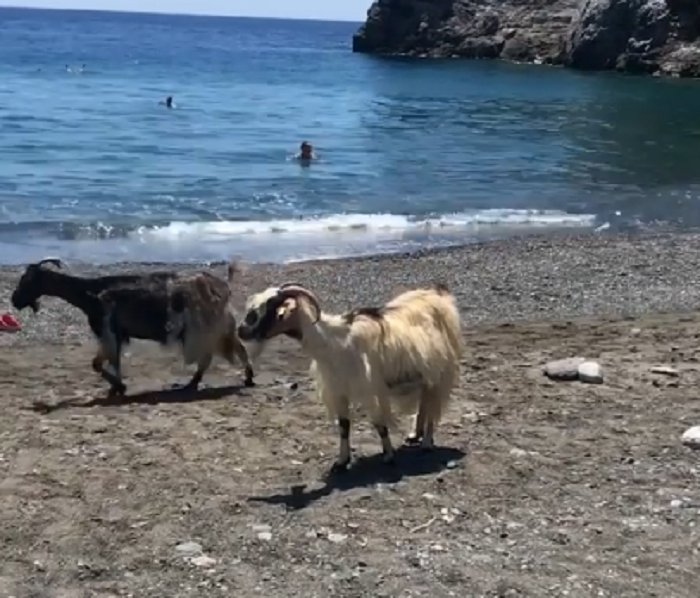 Ούτε η κατσίκες δεν αντέχουν τον καύσωνα στην Κρήτη (βιντεο)