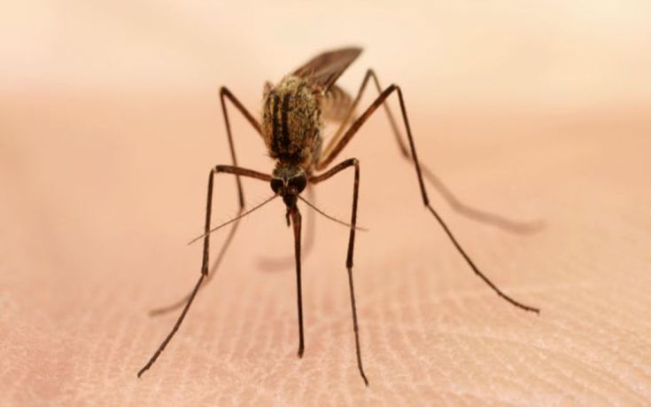 Εφαρμογή προειδοποιεί για την παρουσία… κουνουπιών