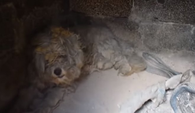 Συγκίνηση στο Μάτι: Βρήκαν σκύλο ζωντανό μέσα σε φούρνο καμένου σπιτιού