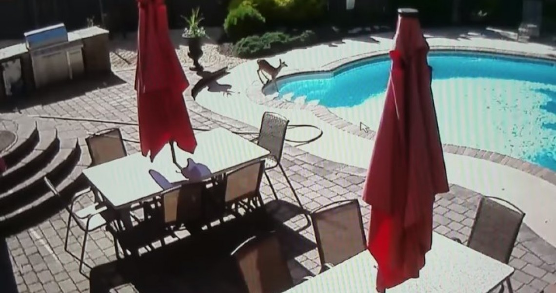 Απίστευτο βίντεο: Ελάφι βουτάει σε πισίνα για να δροσιστεί!