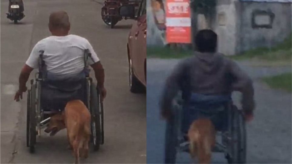 Σκύλος βοηθάει το αφεντικό του που είναι καθηλωμένο σε αναπηρικό αμαξίδιο!