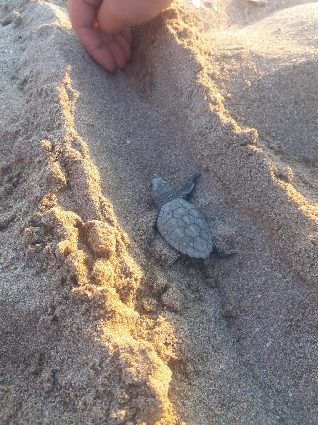 Το πρόγραμμα των πρώτων δημοσίων εκσκαφών χελώνας καρέτα-καρέτα στα Χανιά